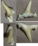 зуб Carcharias