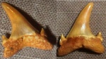 зуб Carcharias