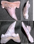 зуб-Auriculatus
