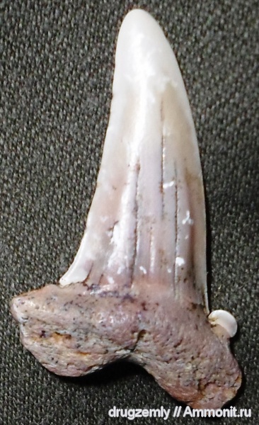 зубы акул, Striatolamia