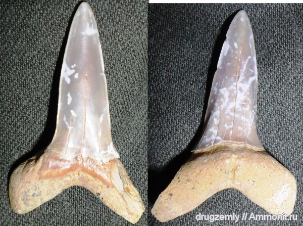 зубы акул