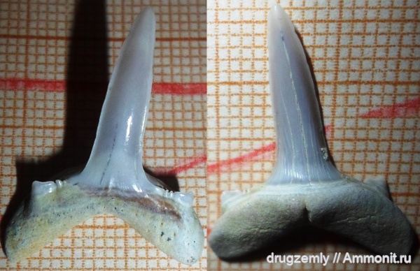 зубы акул