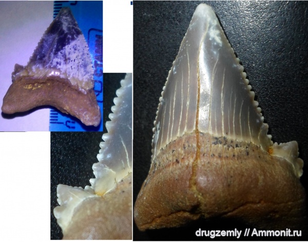 зубы акул, Otodus auriculatus