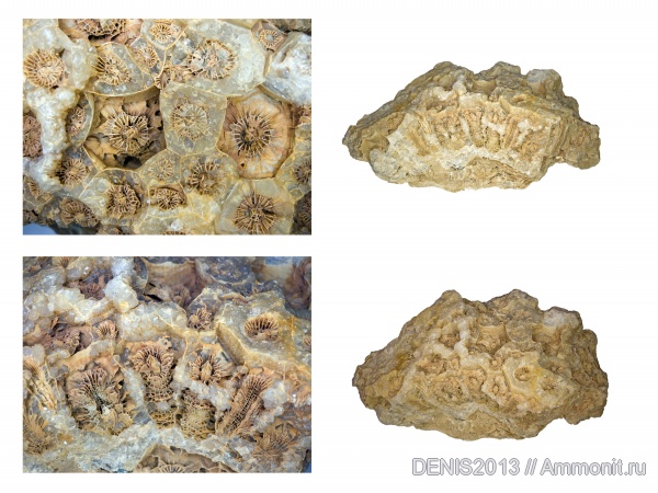 кораллы, нижний карбон, Actinocyathus