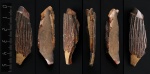 Фрагмент зуба плиозавра