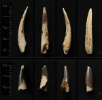 Зубы плезиозавров (2 шт.)