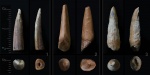 Мелкие зубы (3 шт.) - плезиозавра, рыбы, ихтиозавра