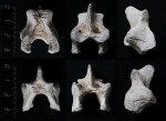 Невральная дуга плезиозавра