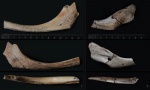 Скуловые кости ихтиозавра (2 шт.)