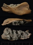 Залобная (правая) кость ихтиозавра
