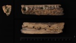 Фрагмент челюсти плезиозавра