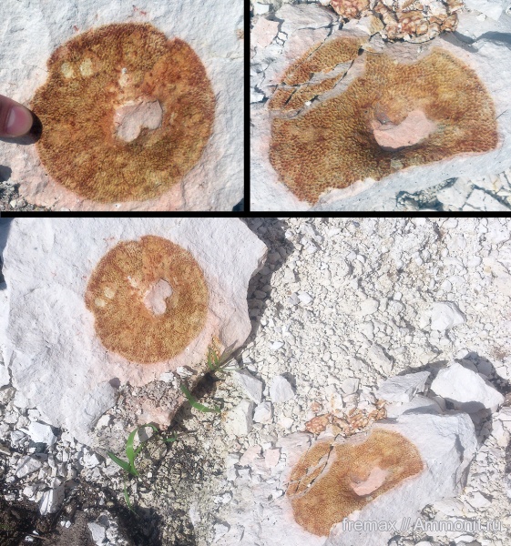 мел, губки, верхний мел, отпечатки, Ventriculites, Ventriculites cribrosus, Cretaceous, Upper Cretaceous