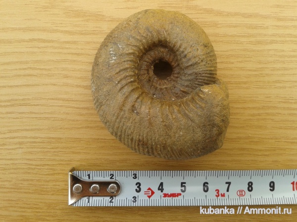 аммониты, мезозой, средняя юра, Ammonites, Kepplerites gowerianus, Middle Jurassic