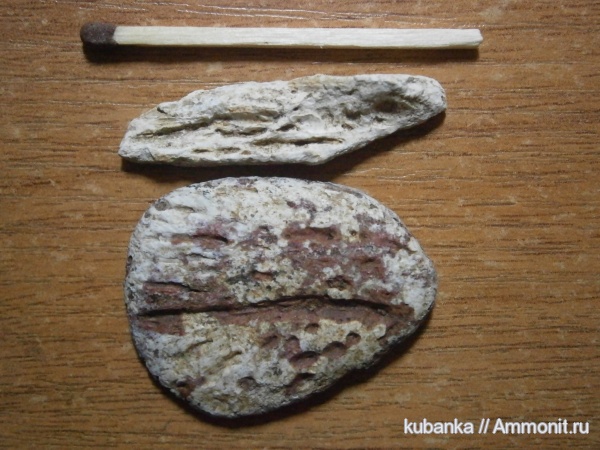 амфибии, нижний триас, Lower Triassic