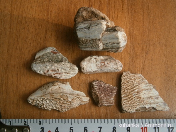 амфибии, позвоночные, мезозой, нижний триас, Lower Triassic