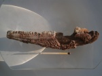 Зубной ряд  лабиринтодонта (дополнение к фото "нижняя челюсть Wetlugasaurus sp).