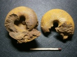 Два   Rondiceras sokolovi(Kiselev),  и  гетероморф  Parapatoceras distans.