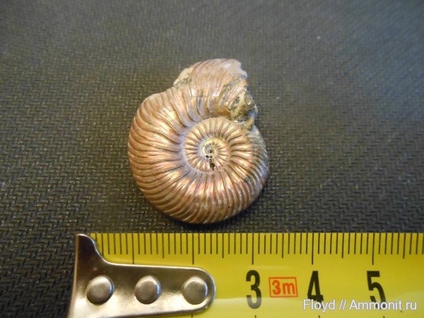 аммониты, юра, Quenstedtoceras, Ammonites, Jurassic