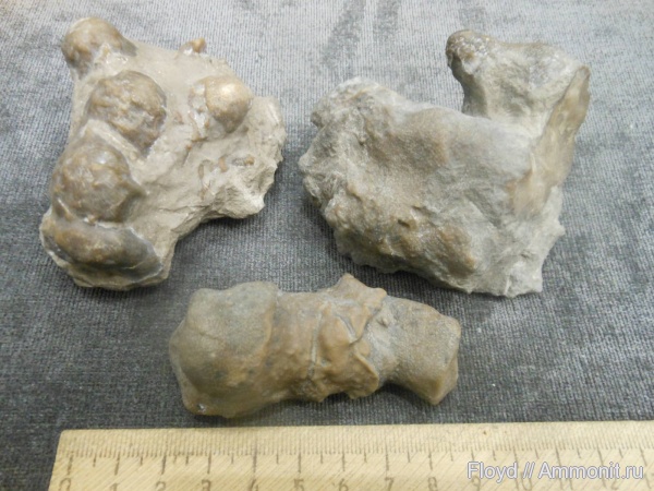 девон, кораллы, Stromatoporoidea, Коми, Alveolites
