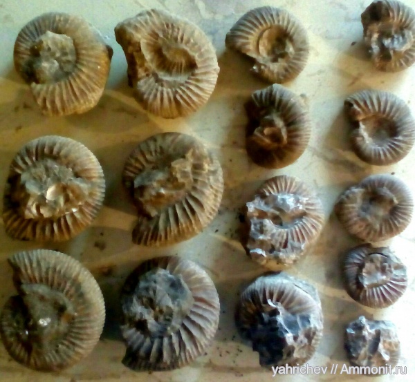 аммониты, юра, головоногие моллюски, волжский ярус, Epivirgatites, Кашпир