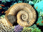 Шипастый Ammonitoceras