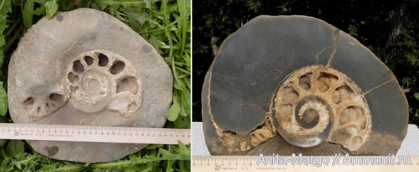 аммониты, Ammonitoceras