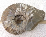 Ammonitoceras с шипами