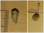 Миниатюрный зуб рептилии семейства Leptocleidia.