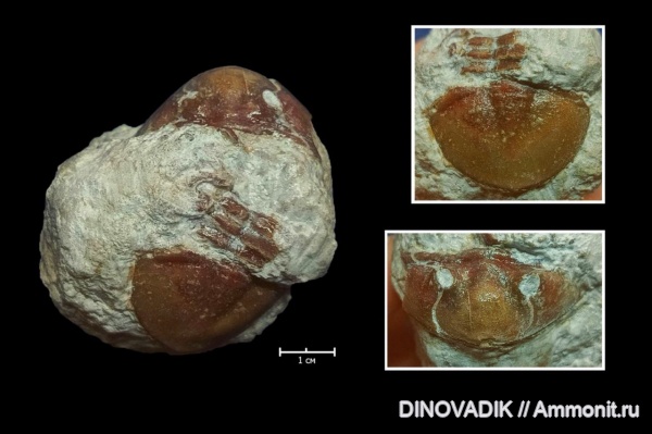трилобиты, ордовик, Asaphus, Ordovician, Волхов