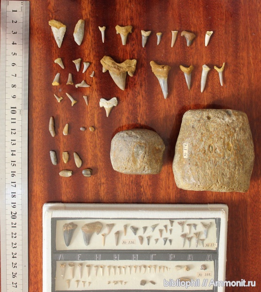 зубы акул, Striatolamia, Carcharias, Palaeocarcharodon orientalis, Otodus minor, Glueckmamotodus