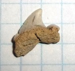 зуб акулы Striatolamia aff