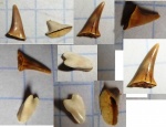 Коронки акульих зубов