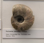 Музей естествознания (Лондон) 6 Pectinatites pectinatus