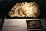 Пример танатоценоза. Музей естествознания (Лондон)