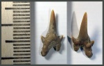 Зуб Archaeolamna ex gr. kopingensis