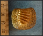 Крупный зуб Ptychodus mammillaris