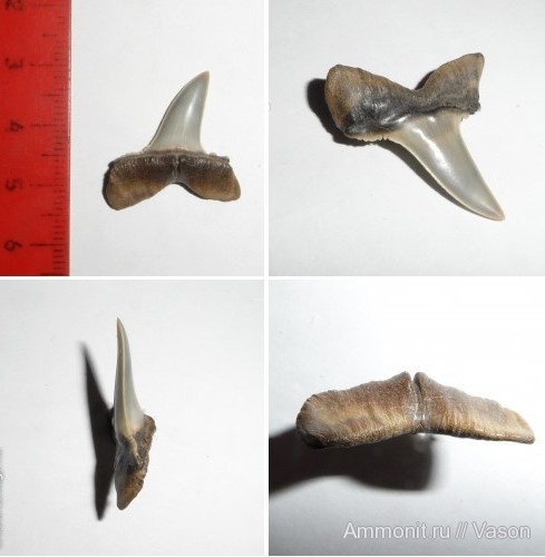 палеоген, кайнозой, зубы акул, намывные пески, Macrohizodus, shark teeth