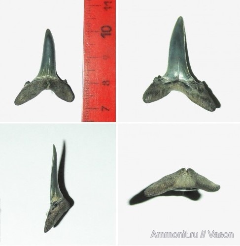 палеоген, кайнозой, зубы акул, намывные пески, Carcharhinus vorax, shark teeth