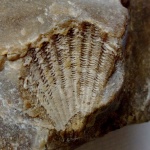 Отпечаток двустворчатого молюска Radulopecten