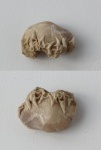 Cornulites на створке Theodossia