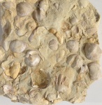 Cornulites на створке Theodossia