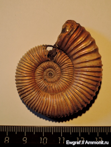 Peltoceras, сифон, Дубки, Ammonites, Peltoceras schroederi, Peltoceratinae, Microconchs