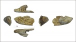 Фрагмент нижней челюсти лабиринтодонта Angusaurus sp.