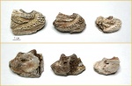 Фрагменты 3 нижних челюстей Benthosuchus sushkini