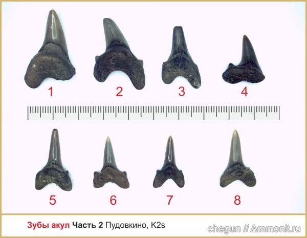 сеноман, зубы акул, Саратовская область, Пудовкино, shark teeth
