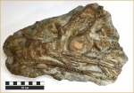 Позвоночный столб с ребрами ихтиозавра