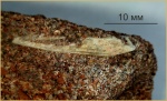 Фрагмент плавникового шипа акулы Hybodus spasskiensis A. Minich