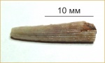 Средняя часть плавникового шипа Hybodus ?maximi A. Minich.