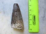 Зуб  плиозавра (cf. Polyptychodon, Pliosauroidea)