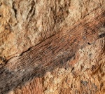 Отпечаток стебля Lyginopteris sp.